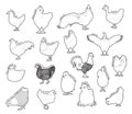 Chicken Set Various Kind Identify Cartoon Vector Black and White