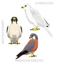 Cute Bird Falconry Falcon Gyrfalcon Set Cartoon Vector