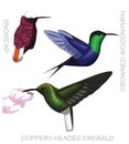 Cute Bird Hummingbird Costa Rica Woodnymph Snowcap Emerald Set Cartoon Vector