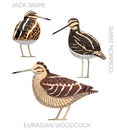 Cute Bird Snipe Set Cartoon Vector