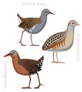 Cute Bird Water Rail Corn Crake Cartoon Vector