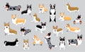 Dog Pembroke Welsh Corgi Various Coats Twenty Poses Cartoon Vector Illustration