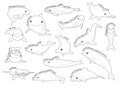 Dolphin Set Various Kind Identify Cartoon Vector Black and White