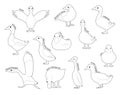 Domestic Duck Set Various Kind Identify Cartoon Vector Black and White