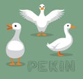 Duck Pekin Cartoon Vector Illustration