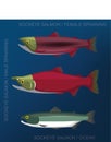 Fish Sockeye Salmon Set Cartoon Vector Illustration