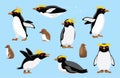 Macaroni Penguin Chick Cute Bird Winter Set Cartoon Vector