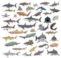 Many Sharks Species of the World Cute Cartoon Vector