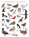 North American Birds Set Cartoon Vector Character 10