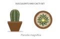 Parodia Magnifica Succulent and Cacti Set Vector Illustration