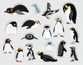 Penguin Set Various Kind Identify Cartoon Vector Royalty Free Stock Photo