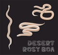 Snake Desert Rosy Boa Cartoon Vector Illustration Royalty Free Stock Photo