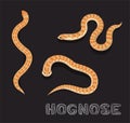 Snake Hognose Cartoon Vector Illustration