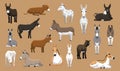 Various Donkey Breeds Cartoon Vector Characters