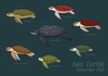 Various Sea Turtle Species Set Cartoon Vector Illustration