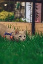 animal cat in the grass stalking, beautifull domestic cat