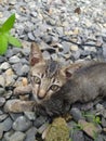 Animal cat grey outdoor