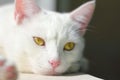animal, cat, kitten, cat, white cat, cat portrait, yellow eyes, nose, lying on a white background, summer, white hair