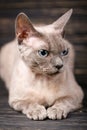 Thoroughbred devonrex cat. Exhibition of cats concept. Royalty Free Stock Photo