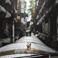 Animal Cat Roof Top Concept Royalty Free Stock Photo