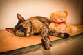 Animal / Cat, Tortoiseshell cat laying on a shelf with a teddy bear. Royalty Free Stock Photo