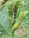 Animal, cater pillar, insects Royalty Free Stock Photo