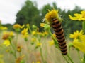 Animal caterpillar insect flower food pest disgusting colors Royalty Free Stock Photo