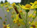 animal caterpillar insect flower food pest disgusting colors Royalty Free Stock Photo