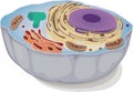 Animal cell