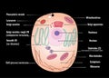 Vector Diagram of an Animal Cell: Exploring the Microscopic World