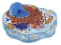 Animal cell Royalty Free Stock Photo