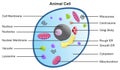 Animal cell anatomical structure with all parts