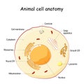 Animal cell anatomy Royalty Free Stock Photo