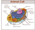 Animal Cell Anatomy Diagram Structure with all parts nucleus smooth rough endoplasmic reticulum cytoplasm golgi apparatus Royalty Free Stock Photo
