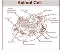 Animal Cell Anatomy Diagram Structure with all parts nucleus smooth rough endoplasmic reticulum cytoplasm golgi apparatus Royalty Free Stock Photo