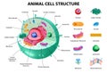 Animal Cell Anatomy Royalty Free Stock Photo