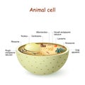 Animal cell anatomy Royalty Free Stock Photo