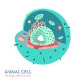 Animal Cell Anatomy Royalty Free Stock Photo