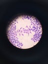 Microscopic view of an animal cell