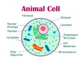 Animal cell diagram.