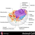 Animal Cell Royalty Free Stock Photo