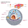 Animal cell Eukaryotic cell Vector