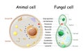 Animal cell and fungal yeast cell structure Royalty Free Stock Photo