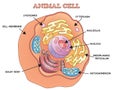 Animal cell Royalty Free Stock Photo