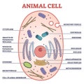 Animal cell with labeled anatomic structure parts diagram outline concept Royalty Free Stock Photo