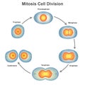 Mitosis cell division in biology vector illustration