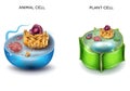 Animal Cell and Plant Cell Royalty Free Stock Photo