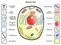Animal cell structure anatomy infographic diagram