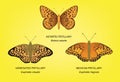 Butterfly Fritillary Set Vector Illustration