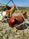 Animal chickens and rooster closeup home nature through fence